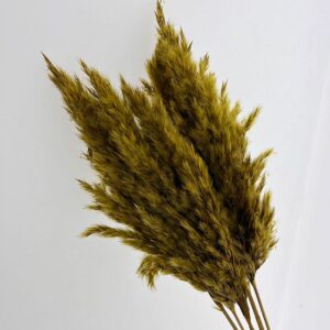 Pampas, Dried Fluffy Wild Reed Grass, Ochre Yellow, 70cm