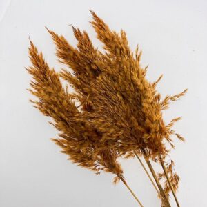 Pampas, Dried Fluffy Wild Reed Grass, Deep Amber Orange, 70cm