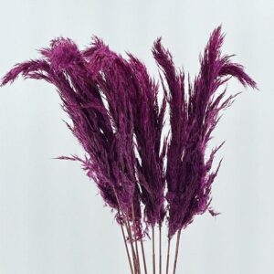 Pampas, Dried Wild Reed Grass, Magenta, 95cm Plume 50cm