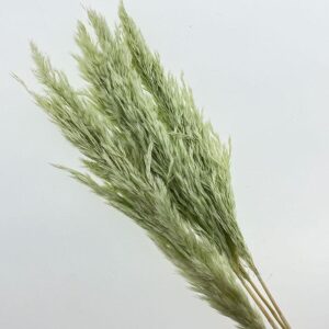 Pampas, Dried Fluffy Wild Reed Grass, Mint Green, 70cm