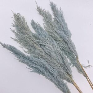 Pampas, Fluffy Wild Reed Grass, Pale Blue, Dried, up to 70cm Plume 15-35cm