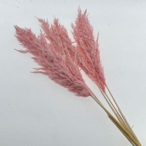 Pampas, Dried Fluffy Wild Reed Grass, Pale Pink, 70cm