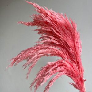Pampas, Dried Fluffy Wild Reed Grass, Salmon Pink, 70cm