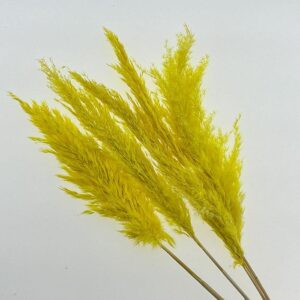 Pampas, Dried Fluffy Wild Reed Grass, Yellow, 70cm