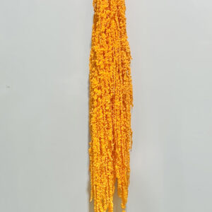 Amaranthus caudatus, Tangerine Orange, Preserved (Cascading) up to 110cm