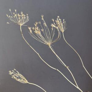 Bupleurum, Dried Seed Heads, Natural Light Brown, 55cm