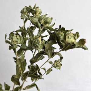 Carthamus Flowers, Natural Green Buds, Dried (Bidens, Saff Flower) 70cm