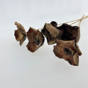 Palm Cups, Natural Brown with Gold Shimmer, Dried, 50cm