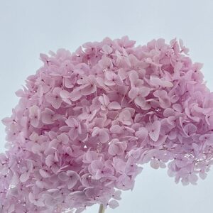 Hydrangea arb. ‘Annabelle’, Pale Lilac Pink, Preserved, 50-60cm Bloom 18-20cm (Medium)