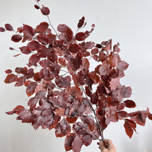 Beech, Burgundy, Preserved (Fagus Sylvatica) up to 90cm