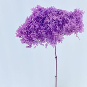 Hydrangea arb. ‘Annabelle’, Lilac, Preserved, 60cm Bloom 21-25cm (Large)