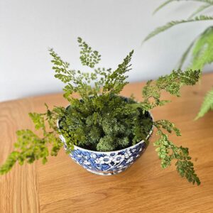 Lutti Ferns, Fresh Green, Preserved (Earth Matters®) 25cm