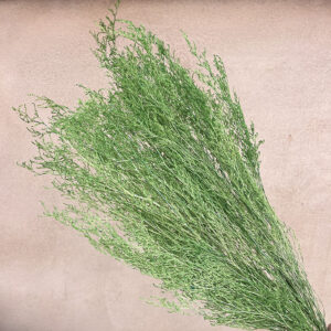 Limonium Caspia, Light Green, Preserved, 65cm