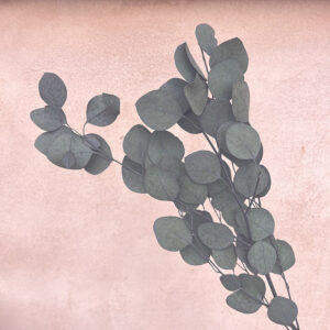 Eucalyptus Populus, Dark Green, Preserved, up to 70cm ~ SMALL BUNCH