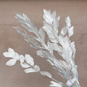 Hard Ruscus, Palest Blue White, Preserved, up to 65cm