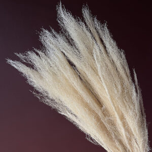 Cloud Grass, Bleached White, Dried (Agrostis) 50cm
