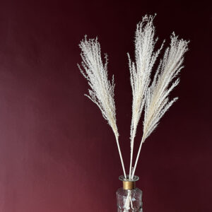 Miscanthus sinensis, Bleached Creamy White, Dried, 70cm