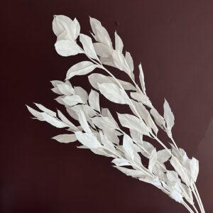 Hard Ruscus, Bleached White, Preserved, up to 65cm
