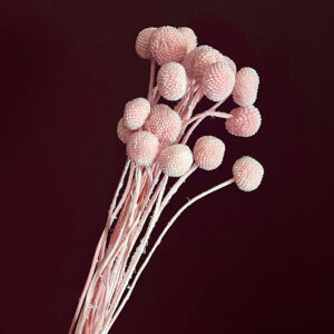 Craspedia, Blush Pink, Dried (Billy Buttons) 50cm