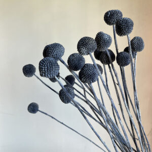 Craspedia, Dusky Blue, Dried (Billy Buttons) 55cm