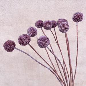 Craspedia, Dusky Rose, Dried (Billy Buttons) 65cm