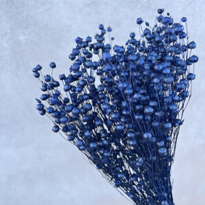 Bubble Flax, Dark Blue, Dried (Linum) 50cm