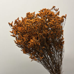 Limonium Diamond, Dark Orange, Preserved, 70cm