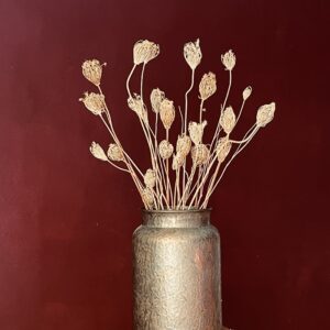 Fennel, Dried Seed Heads, Natural Light Brown, up to 70cm