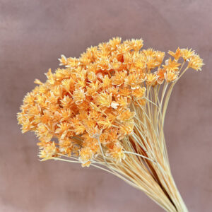 Hill Flower, Peach, Dried, 100g 50cm
