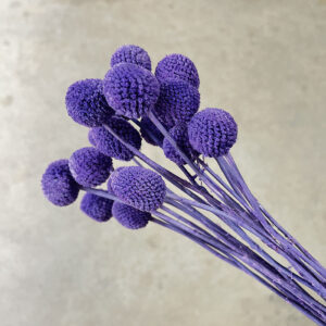 Craspedia, Lavender Blue, Dried  (Billy Buttons) 55cm