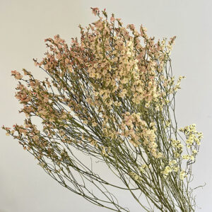 Limonium sinensis, Vintage Cream, Dried, 70cm