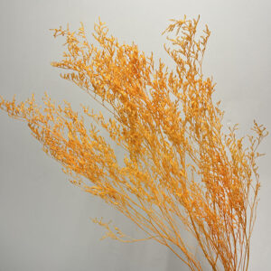 Limonium Caspia, Orange, Preserved, 65cm