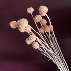 Craspedia, Pale Peach, Dried (Billy Buttons) 55cm