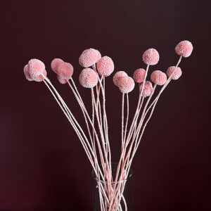 Dried Pale Pink Billy Button Flowers
