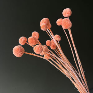 Craspedia, Peach, Dried (Billy Buttons) 55cm