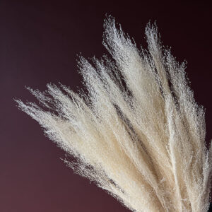 Cloud Grass, Bleached White, Dried (Agrostis) 65cm