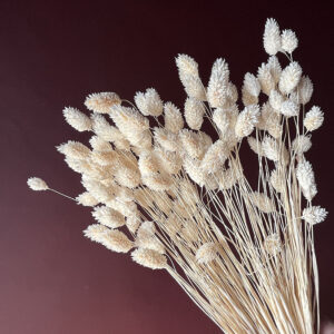 Phalaris, Bleached Creamy White, Dried (Canary Grass) 70cm