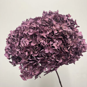 Hydrangea Annabelle, Mauve, Preserved, 50cm