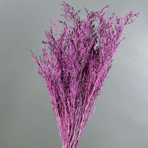 Limonium Caspia, Dusky Magenta Pink, Preserved, 65cm