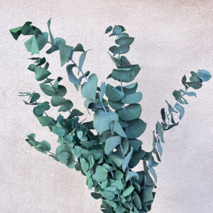 Eucalyptus Stuartiana, Green Shades, Preserved, up to 65cm