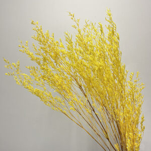 Limonium Caspia, Yellow, Preserved, 65cm