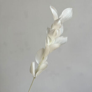 Hard Ruscus, Bleached White, Preserved, up to 65cm