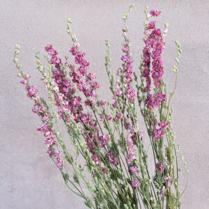 Larkspur, Natural Pink, Dried (Delphinium) 60cm