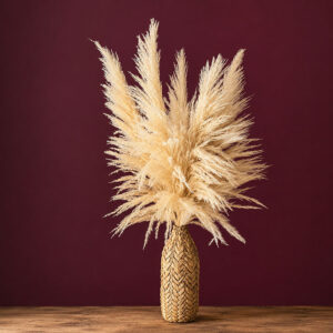Pampas Grass Sacuara, Bleached Creamy White, Dried, 145cm Plume 100cm