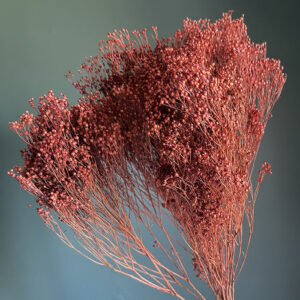 Broom Bloom, Terracotta, Dried, 60cm