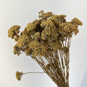Achillea Silvestre, Natural Browny Yellow, Dried (Yarrow) 45cm