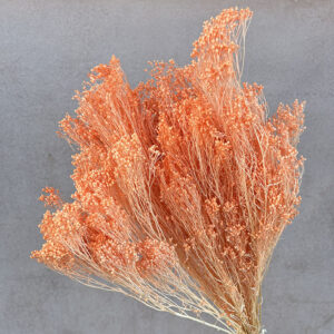 Broom Bloom, Peach, Dried, 60cm