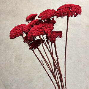 Achillea Parker, Dark Red, Dried (Yarrow) 70cm