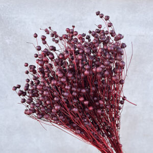 Bubble Flax, Dark Red, Dried (Linum) 50cm