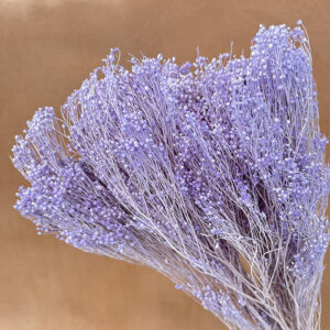 Broom Bloom, Lilac, Dried, 60cm